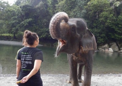 Elephant feeding