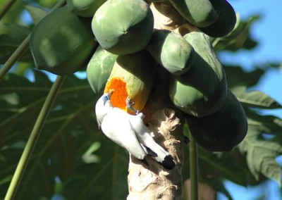 Begawan Foundation – Bali Starling Conservation Project