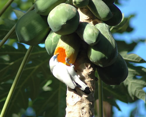 Begawan Foundation – Bali Starling Conservation Project