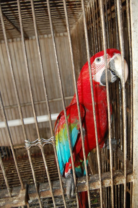 Jenn Macaw