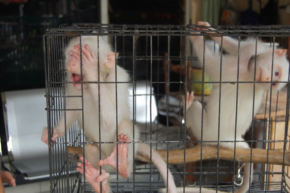 Project_Whitemonkeys